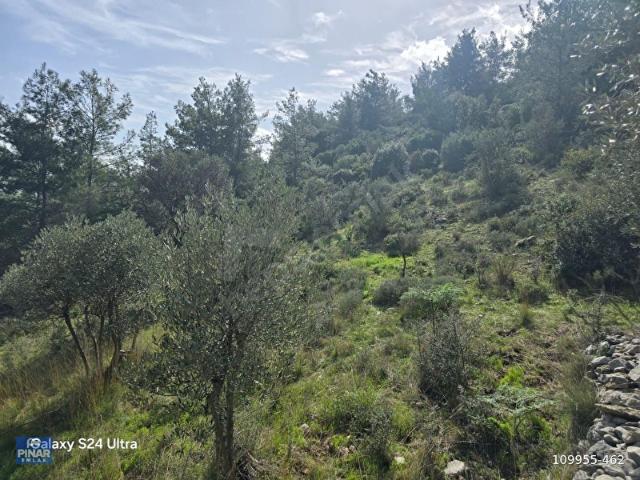 GÖKOVA,MUĞLA İLİ,MİLAS İLÇESİ,ÇAMLICA MAH.FUUL DENİZ MANZARALI YOLA CEPHE 2.255 M2 SATILIK