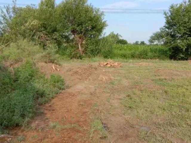 Golden investment opportunity Wah ID 29307