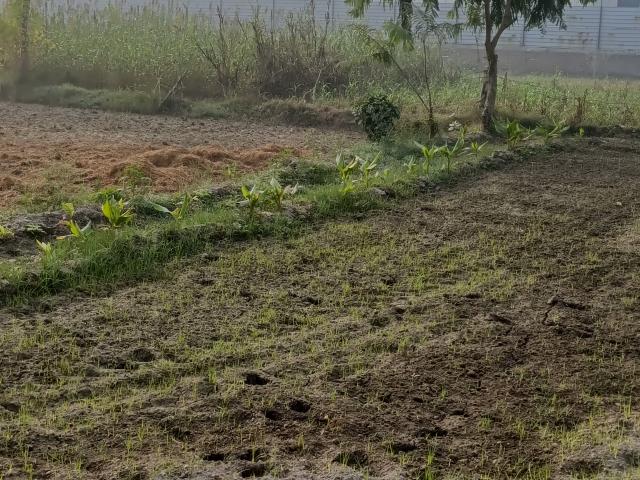 Golf Link 110 Sq.Yd. Plot in Prithvi Vihar Karnal Listing ID #8714