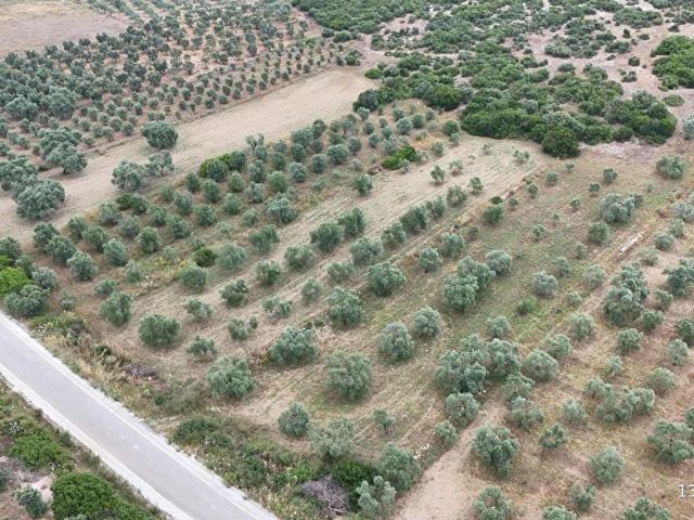 GÖLOVA KÖYÜNDE, DENİZE YAKIN, ANA YOLA CEPHELİ 3000 M2 BAHÇE