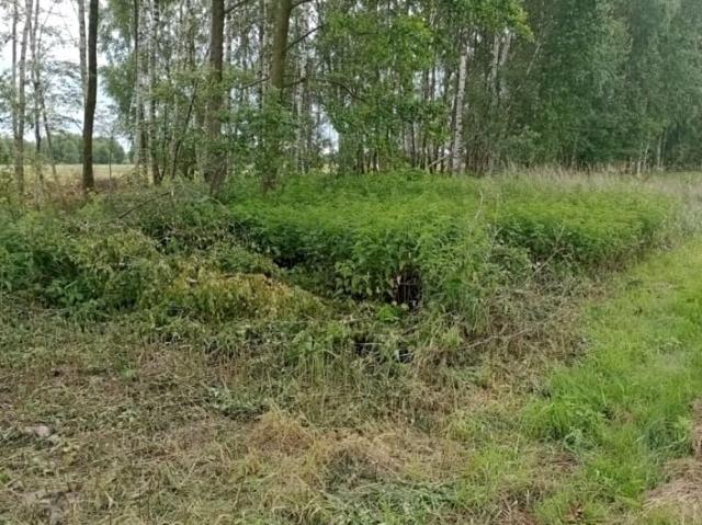 95 1 000 m², Kąty Trzebuskie