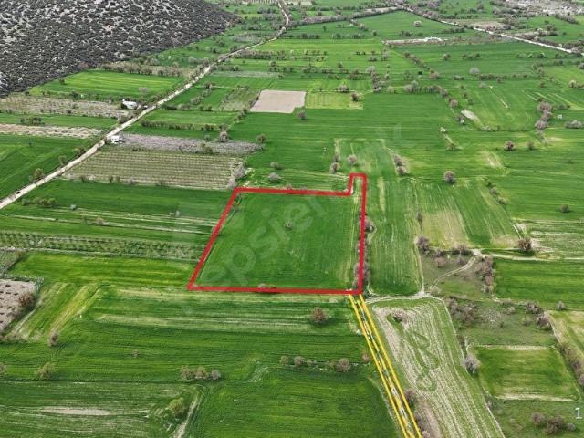 GÖZDE YAZLIK BÖLGESİ BADEMAĞACI'NDA SATILIK 12330 M2 ARAZİ