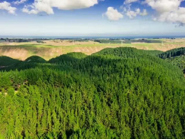 Glencroft Forests 1, 2 & 3, Brunswick, Whanganui