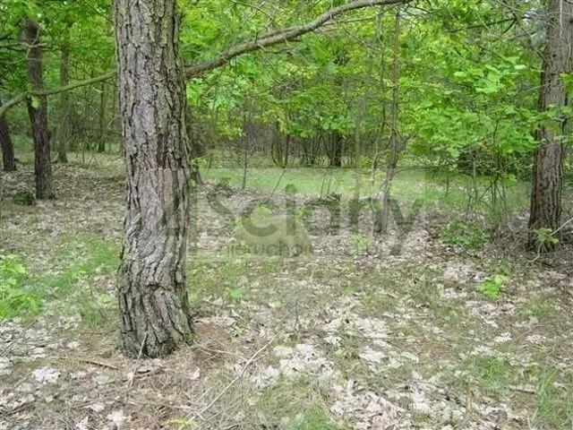 Grodziski, Grodzisk Mazowiecki, Marynin