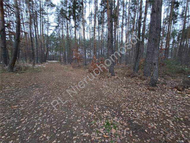 Grodziski, Marynin