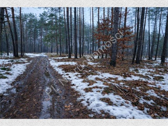 Grodziski pow, Grodzisk Mazowiecki gm, Marynin