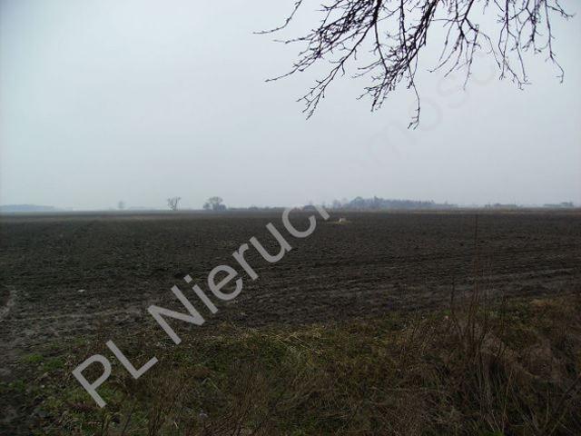 Grodziski, Tłuste