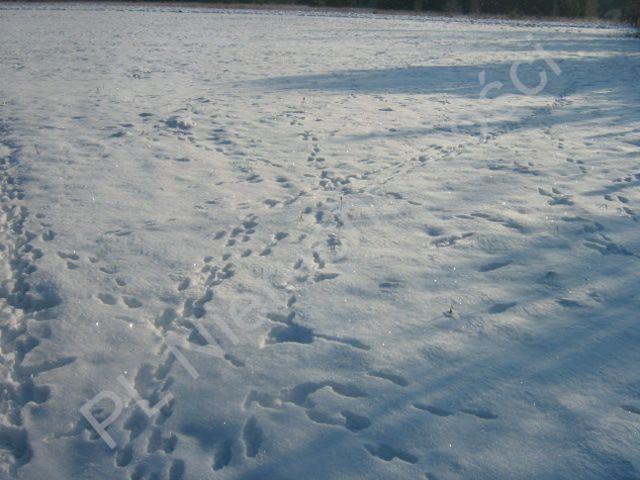 Grodziski, Żuków