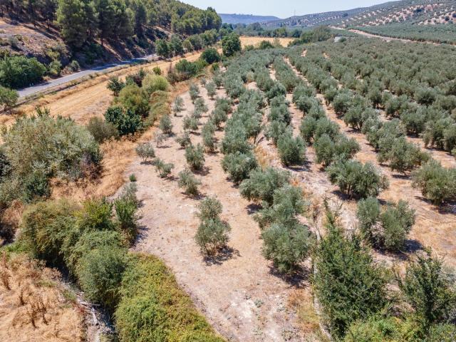 GRAN OPORTUNIDAD ! OLIVAR EN VENTA.