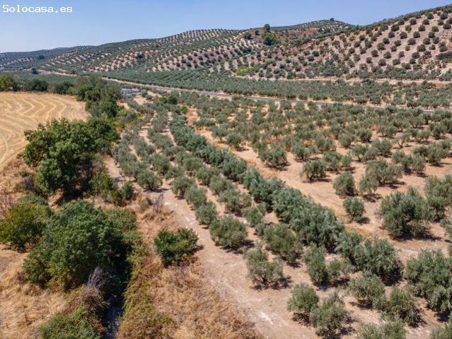 GRAN OPORTUNIDAD ! OLIVAR EN VENTA.