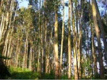 Gran oportunidad vendo una finca de 12 hectáreas