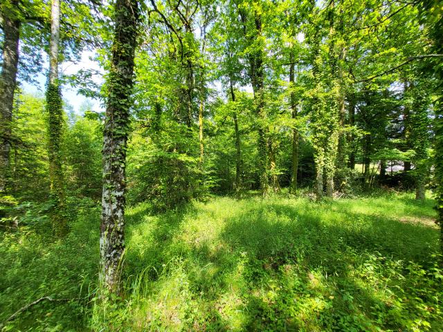 Grand terrain boisé