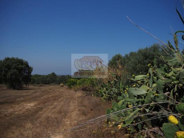 Grândola Grândola 101665131
