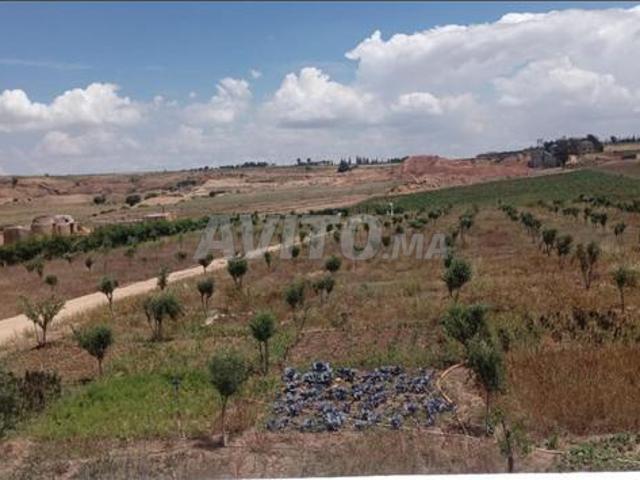 Grande ferme à 10 mn du centre de Safi