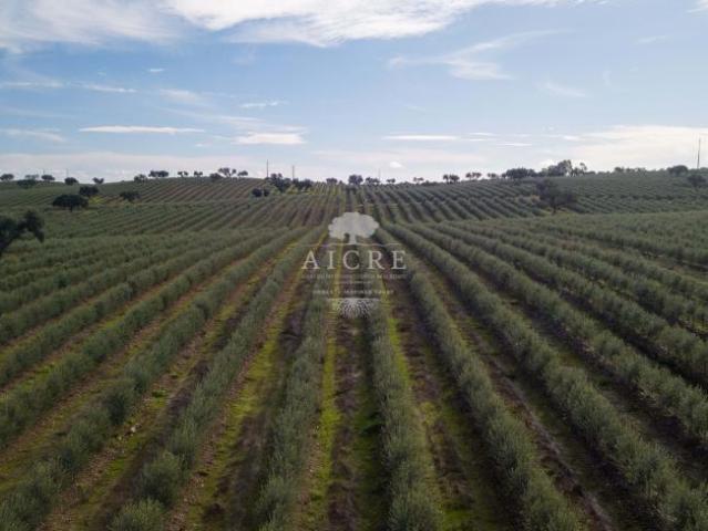 Granja 12 quarto, Évora Évora DS101188823