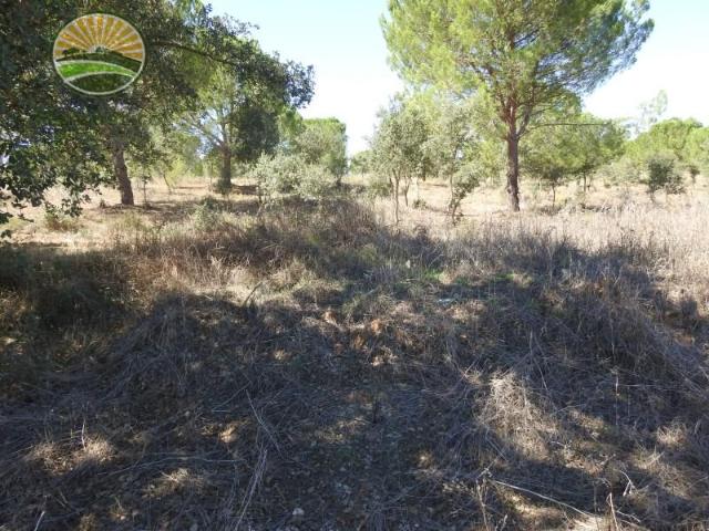 Granja 1 quarto, Santiago do Cacém Santiago do Cacém DS100328764