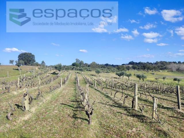 Granja Castelo Branco Castelo Branco DLS102599816