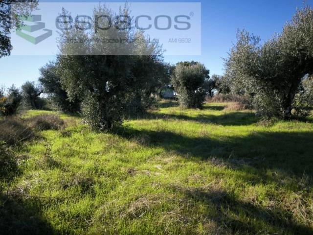 Granja Castelo Branco Castelo Branco DLS98017423