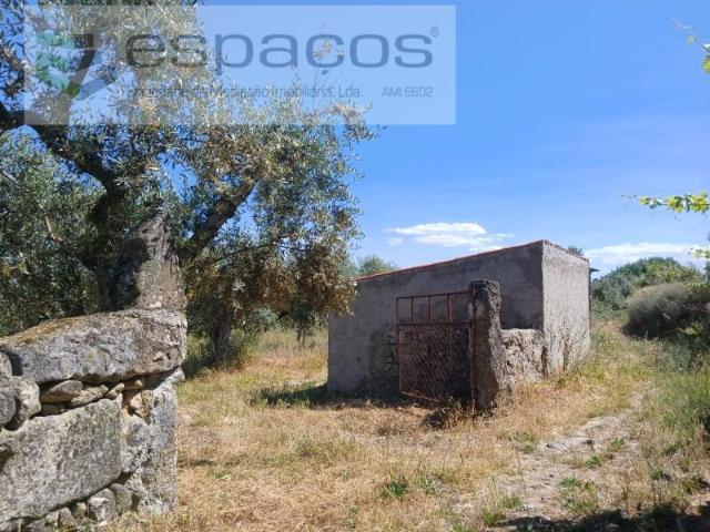 Granja Castelo Branco Castelo Branco DS102967024