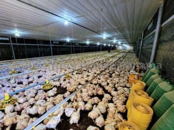 Granja Avícola en venta ubicada en Cocle
