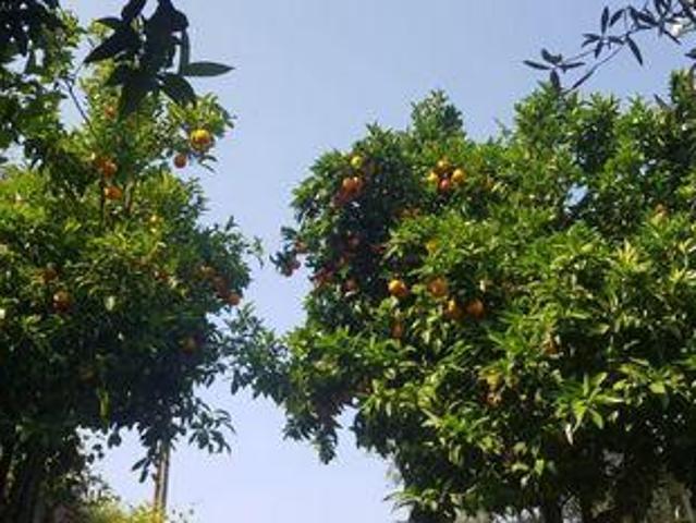 Granja Seia Guarda 6270 551 DS93752116