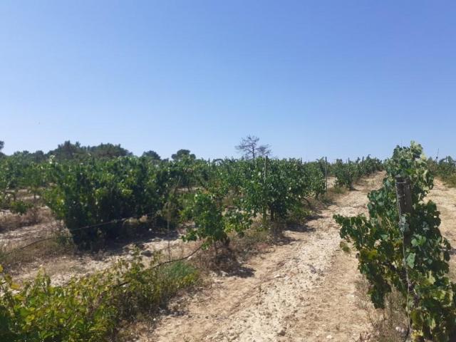 Granja Palmela Palmela DS97352635