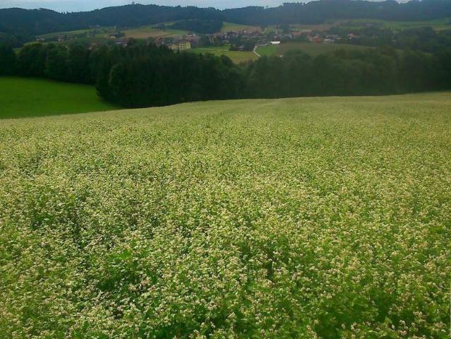 Grünland mit Baulandanteil in Rekawinkel zu verkaufen!