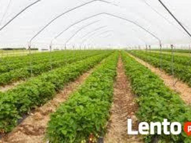 Grunty rolne 2000 zl/ha. Oplacalne inwestycji. Zajazd, PGR