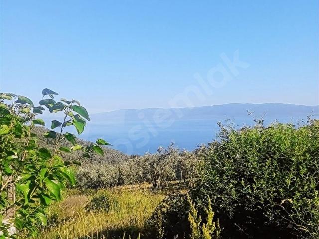GÜNEYDEN İZNİK MUSTAFALİ KÖYÜNDE 650M2 ARSA ZEYTİNLİK