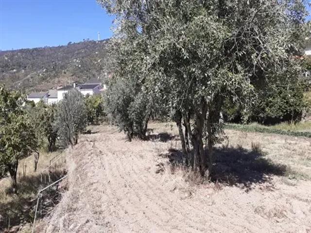 Guarda Guarda 103540867