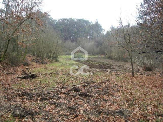 Guimarães Braga 79073815