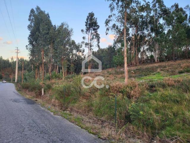 Guimarães Braga 79074102