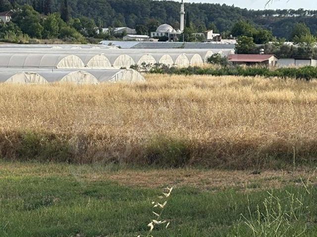 GÜLOLUK 'TA SERA VE EV YAPILABİLİR ASFALTA SIFIR KÖYİÇİNDE ARAZİ