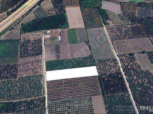 GÜRSU KAZIKLI KÖYÜNDE 4.698 M2 ERİK BAHÇESİ