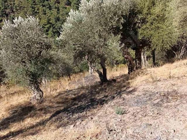 GÜZELBAHÇE PAYAMLIDA SATILIK 1506 M TEK TAPU ZEYTINLIK