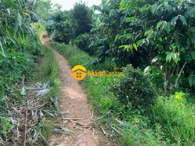 Hơn 2 sào đất cafe blaosire, đại lào, bảo lộc, lâm đồng chỉ 1ty6