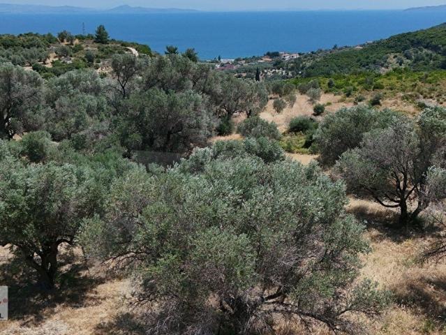 Hamdi Bey'den DENİZ MANZARALI, ZEYTİN AĞAÇLI, YOLU AÇIK TARLA
