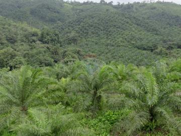 Hacienda agricola en venta daule espmeraldas