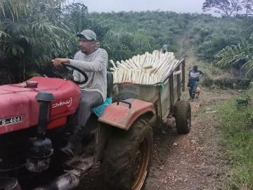 Hacienda de palmito de venta en Pedro Vicente