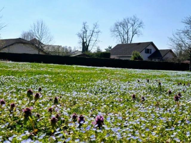 Hauteville sur Fier Vente Terrain 74