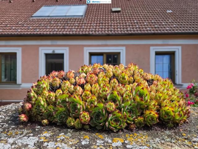 Haus Zemmendorf Zemmendorf 103245811