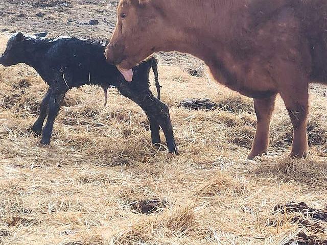 Hay And Pasture Land Wanted