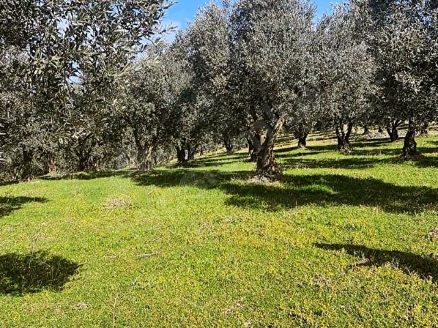 HD'DEN MUDANYA DA SATILIK 7950 m2 ZEYTİN BAHÇESİ