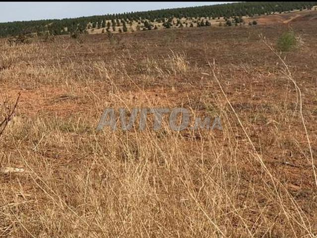 Hectare à Ain Jouhara près de la route 400 mètres
