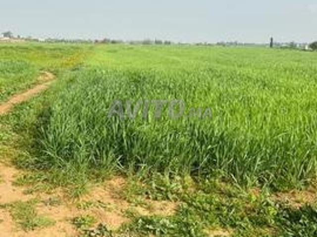 Hectare agricole à 2 km de Tiflet, sans intermédiaire