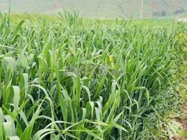 Hectare agricole près de Tiflet à 2 km prix raisonnable sans intermédiaire