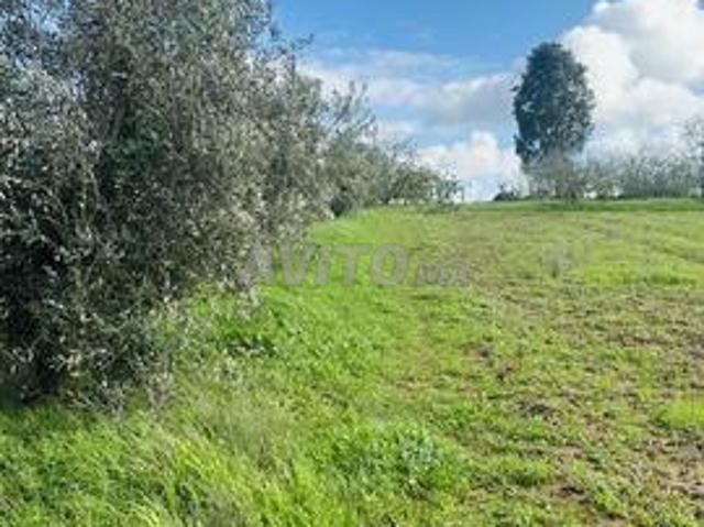 Hectare carré, maison et puits à Mqam Tolba