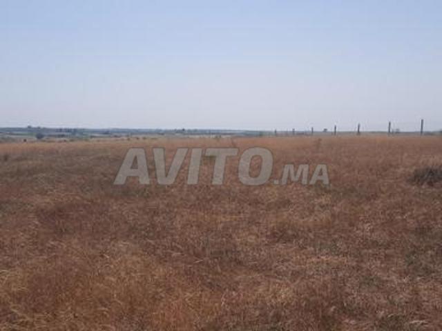 Hectare conservé à vendre Tiflet Khémisset