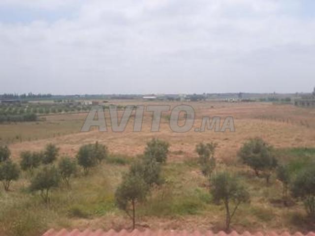 Hectare et demi conservé à vendre, Maaziz, Tifelt, Khémisset