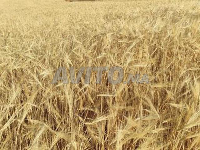 Hectare et quart sur la route, habitable